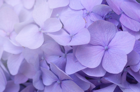 Pink Hydrangea background. Hortensia flowers surface.