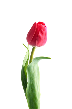 Red tulip flower isolated on white backgroundの写真素材