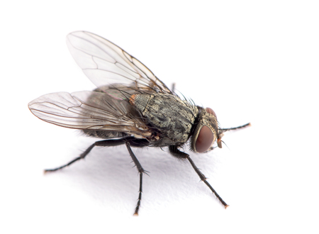 fly isolated on a whiteの写真素材