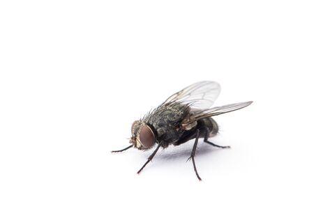 fly isolated on a white backgroundの写真素材