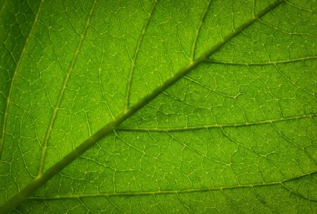 Close up of Green leaf textureの写真素材