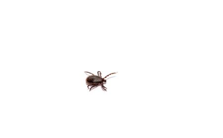 Disease-carrier ticks isolated on whiteの写真素材
