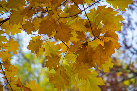 Bright autumn leaves in the natural environment.