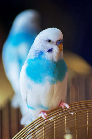 The budgerigar sits on a fence in the houseの写真素材