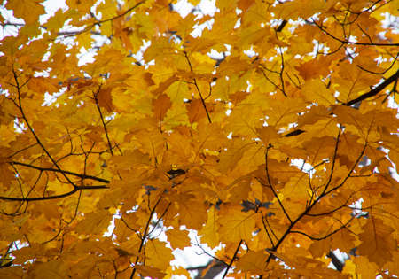 Bright autumn leaves in the natural environment.の写真素材