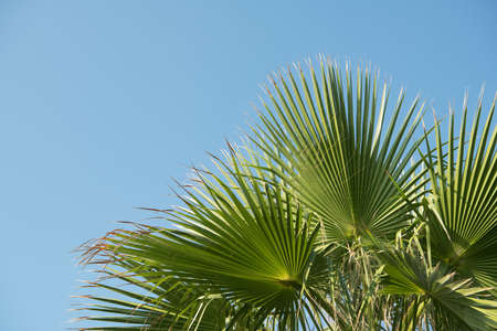Tropical background of palm trees against blue sky.