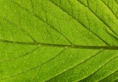Close up of Green leaf background texture