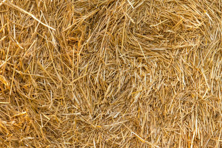 Hay texture. Hay bales are stacked in large stacks. Harvesting in agriculture.