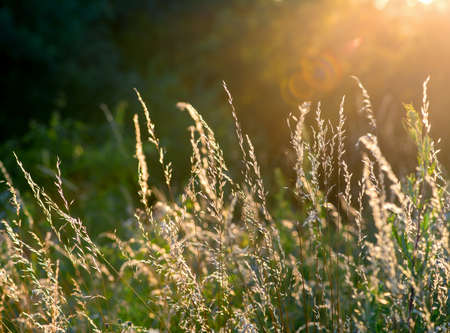 Field of grass during sunsetの写真素材