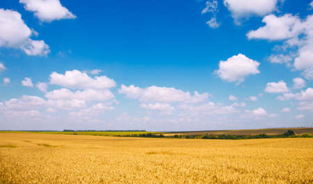 Wheat field and blue sky with clouds