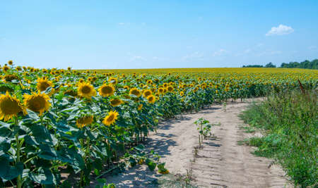 Sunflower field road in summer, Sunflowers.の写真素材