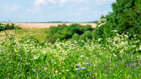 field of grass and perfect skyの写真素材