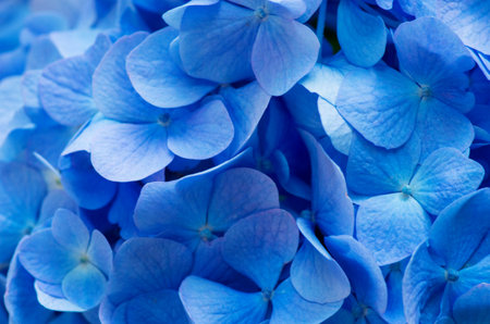 Blue Hydrangea background. Hortensia flowers surface.