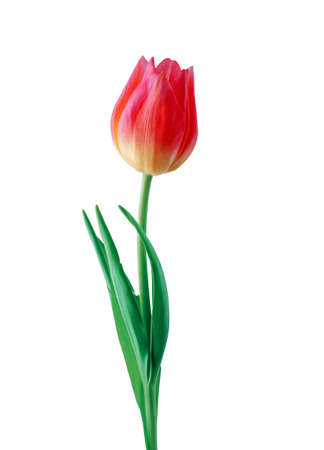 Red tulip flower isolated on white backgroundの写真素材