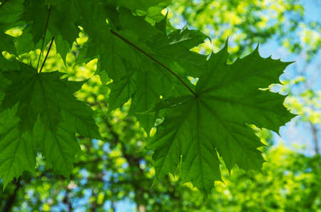 Green nature background with maple leaves background
