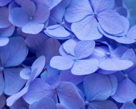 Blue Hydrangea background. Hortensia flowers surface.の写真素材