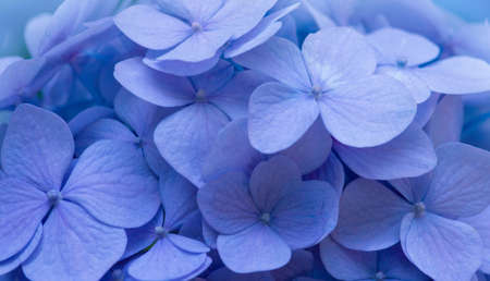 Blue Hydrangea background. Hortensia flowers surface.の写真素材