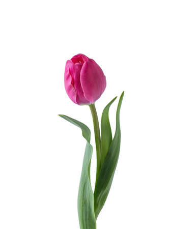 Pink tulip flower isolated on white backgroundの写真素材