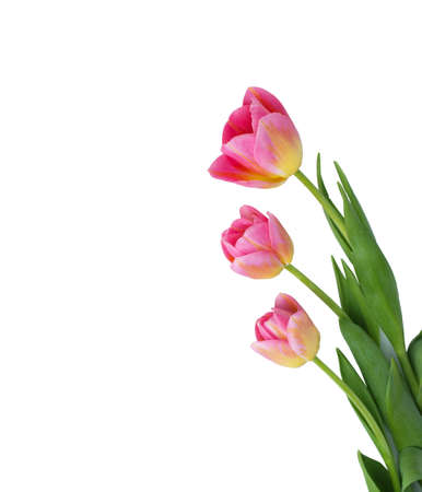 Pink tulip on white background.の写真素材