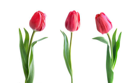 Red tulip flower isolated on white backgroundの写真素材