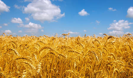 Wheat field and blue sky with cloudsの写真素材