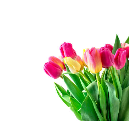 Mix of tulips flowers on white backgroundの写真素材