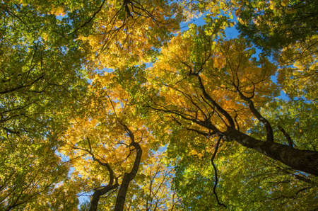Gold autumn forest trees backgroundの写真素材