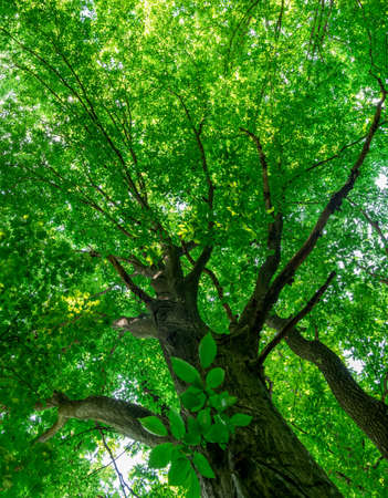 green forest background in a sunny dayの写真素材