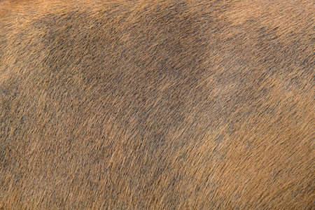 Skin of a antelope, backgroundの写真素材