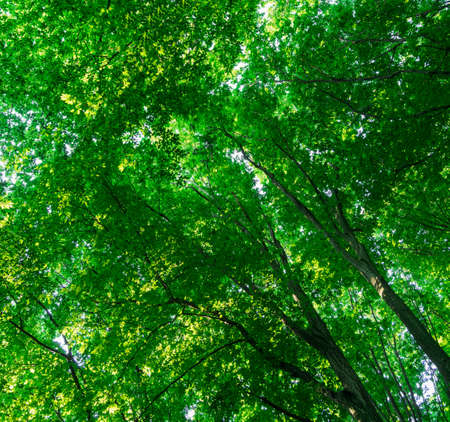 green forest background in a sunny day