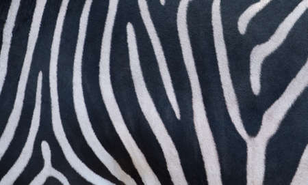 Natural texture of the zebra skin.の写真素材