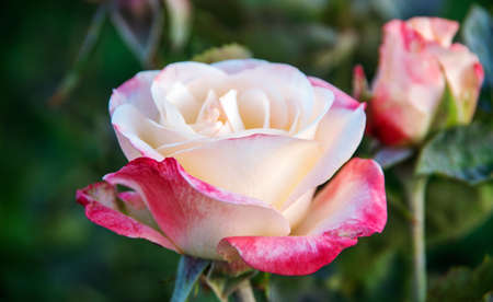 Close up of garden rose backgroundの写真素材