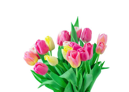 Mix of tulips flowers on white backgroundの写真素材