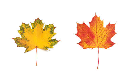 autumn maple leaf isolated on white background