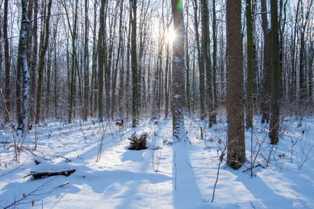 Sunset in winter forestの写真素材