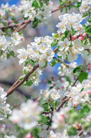 Spring Apple Blossom over blue sky.の写真素材