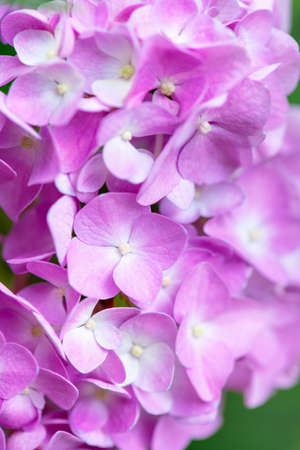 Pink Hydrangea background. Hortensia flowers surface.の写真素材