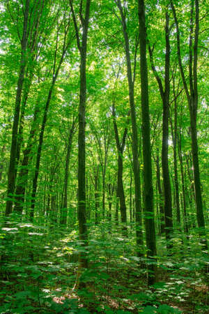 Sunlight in the green forest, spring time