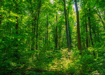 Sunlight in the green forest, spring timeの写真素材