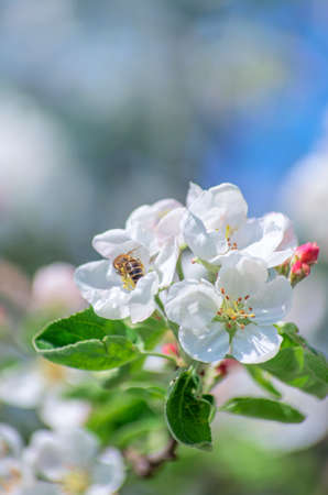 Spring Apple Blossom over blue sky.の写真素材