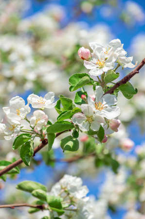 Spring Apple Blossom over blue sky.の写真素材