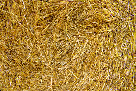 Hay texture. Hay bales are stacked in large stacks. Harvesting in agriculture.の写真素材