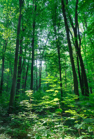 Sunlight in the green forest, spring timeの写真素材