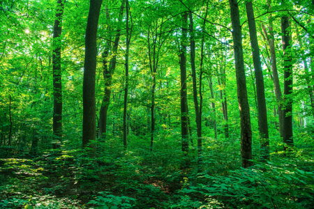 Sunlight in the green forest, spring timeの写真素材