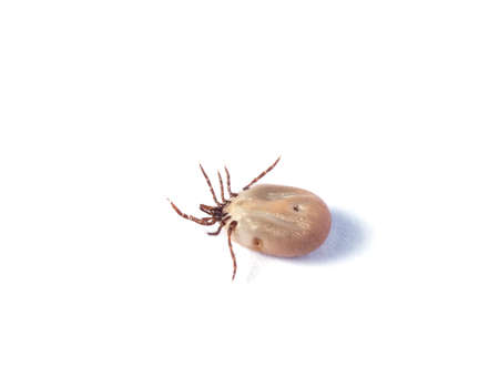 Disease carrier ticks isolated on whiteの写真素材