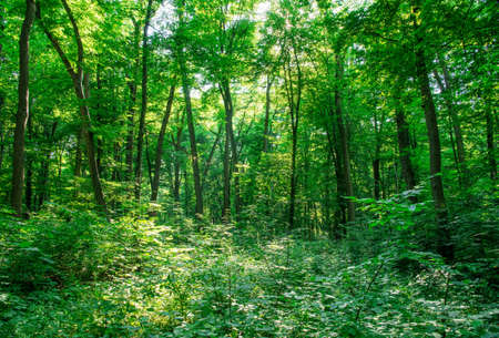 Sunlight in the green forest, spring timeの写真素材