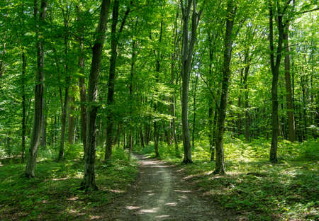 a path is in the green forestの写真素材