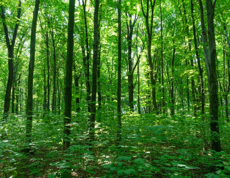 Sunlight in the green forest, spring timeの写真素材