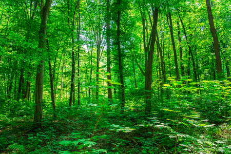 Sunlight in the green forest, spring timeの写真素材