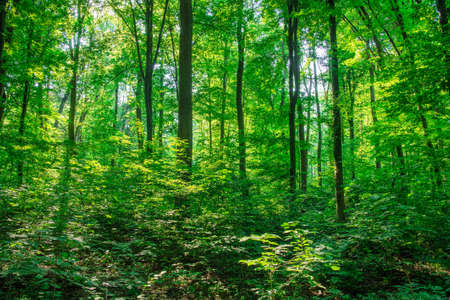 Sunlight in the green forest, spring timeの写真素材